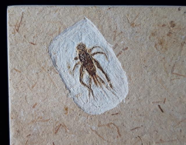 Ensifera sp. CHOPARD 1920 (Langfhlerschrecke) - Bild © FossNet FossilienStore